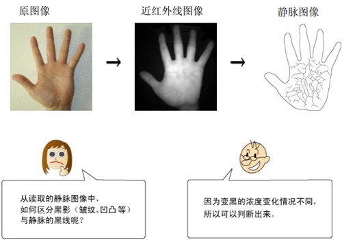 读取静脉图像中的静脉信息